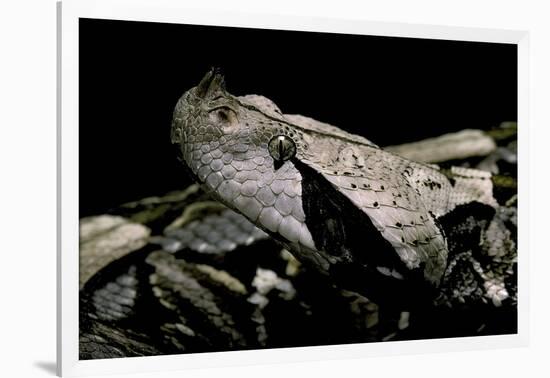 Bitis Gabonica (Gaboon Viper)-Paul Starosta-Framed Photographic Print