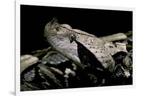 Bitis Gabonica (Gaboon Viper)-Paul Starosta-Framed Photographic Print