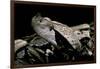 Bitis Gabonica (Gaboon Viper)-Paul Starosta-Framed Photographic Print