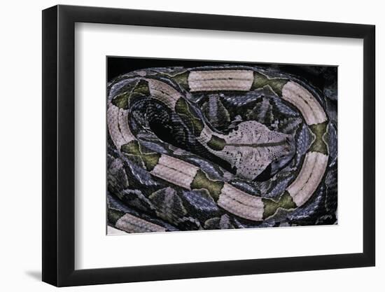 Bitis Gabonica (Gaboon Viper)-Paul Starosta-Framed Photographic Print