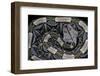 Bitis Gabonica (Gaboon Viper)-Paul Starosta-Framed Photographic Print