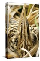 Bittern at Nest, in Reeds-null-Stretched Canvas