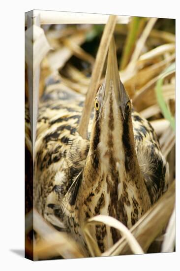 Bittern at Nest, in Reeds-null-Stretched Canvas