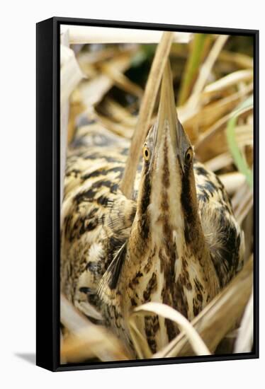 Bittern at Nest, in Reeds-null-Framed Stretched Canvas