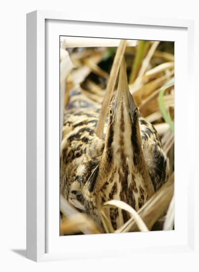 Bittern at Nest, in Reeds-null-Framed Photographic Print