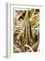 Bittern at Nest, in Reeds-null-Framed Photographic Print