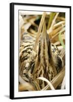 Bittern at Nest, in Reeds-null-Framed Photographic Print