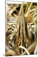 Bittern at Nest, in Reeds-null-Mounted Photographic Print