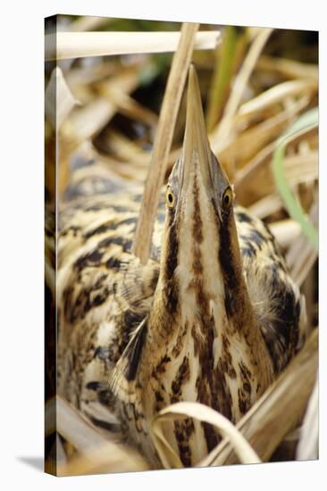 Bittern Close-Up-null-Stretched Canvas
