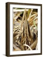 Bittern Close-Up-null-Framed Photographic Print