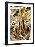 Bittern Close-Up-null-Framed Photographic Print