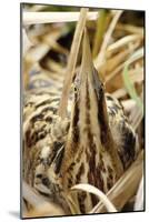 Bittern Close-Up-null-Mounted Photographic Print