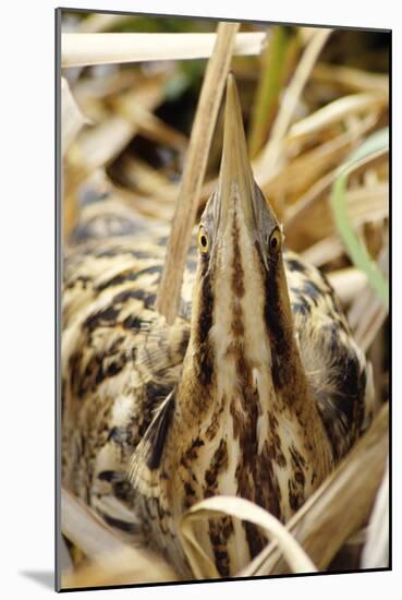 Bittern Close-Up-null-Mounted Photographic Print