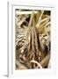 Bittern Close-Up-null-Framed Photographic Print
