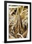 Bittern Close-Up-null-Framed Photographic Print