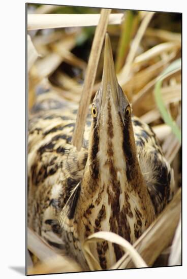 Bittern Close-Up-null-Mounted Photographic Print