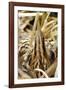 Bittern Close-Up-null-Framed Photographic Print