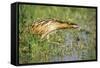 Bittern Outside Reed Beds, Searching for Prey-null-Framed Stretched Canvas