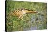Bittern Outside Reed Beds, Searching for Prey-null-Stretched Canvas