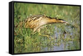 Bittern Outside Reed Beds, Searching for Prey-null-Framed Stretched Canvas