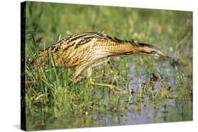 Bittern Outside Reed Beds, Searching for Prey-null-Stretched Canvas