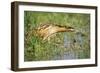 Bittern Outside Reed Beds, Searching for Prey-null-Framed Photographic Print