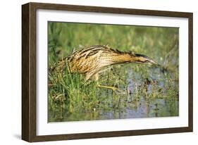 Bittern Outside Reed Beds, Searching for Prey-null-Framed Photographic Print