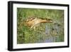 Bittern Outside Reed Beds, Searching for Prey-null-Framed Photographic Print