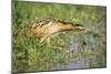 Bittern Outside Reed Beds, Searching for Prey-null-Mounted Photographic Print