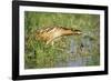 Bittern Outside Reed Beds, Searching for Prey-null-Framed Photographic Print