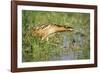 Bittern Outside Reed Beds, Searching for Prey-null-Framed Photographic Print