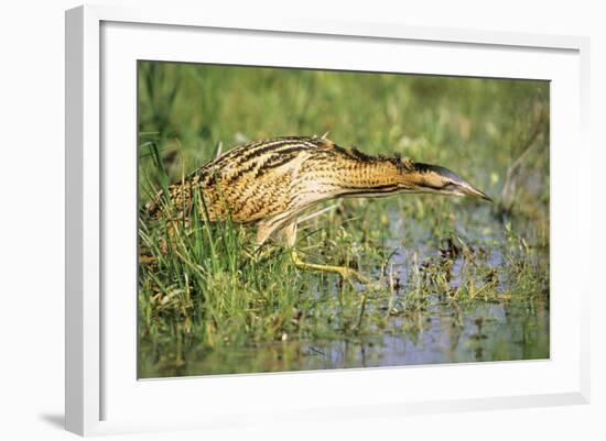 Bittern Outside Reed Beds, Searching for Prey-null-Framed Photographic Print