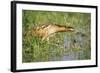 Bittern Outside Reed Beds, Searching for Prey-null-Framed Photographic Print