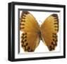 Bittersweet Wings-Assaf Frank-Framed Giclee Print