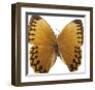 Bittersweet Wings-Assaf Frank-Framed Giclee Print