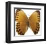 Bittersweet Wings-Assaf Frank-Framed Giclee Print