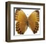 Bittersweet Wings-Assaf Frank-Framed Giclee Print