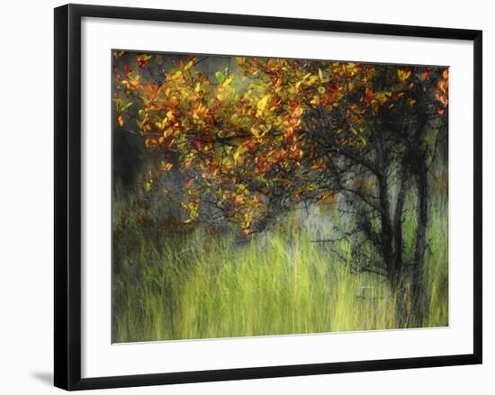 Bittersweet-Ursula Abresch-Framed Premium Photographic Print