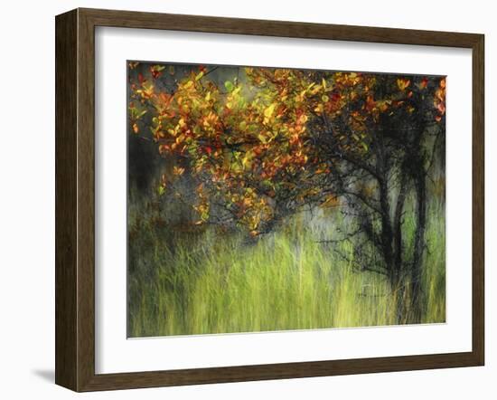 Bittersweet-Ursula Abresch-Framed Photographic Print