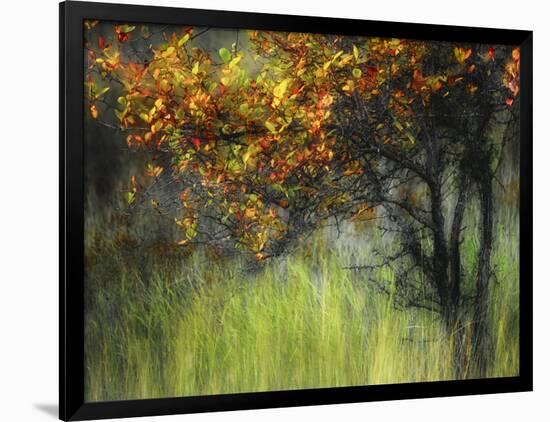 Bittersweet-Ursula Abresch-Framed Photographic Print