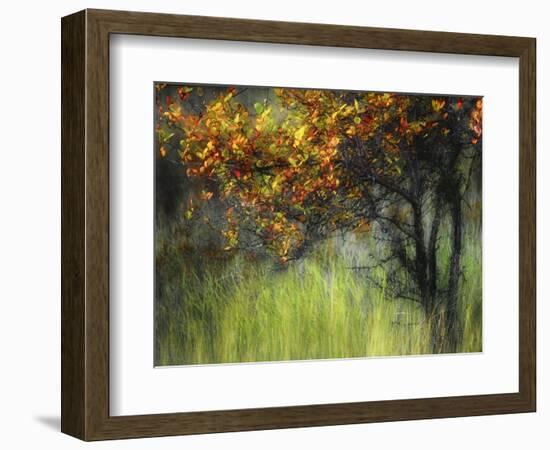 Bittersweet-Ursula Abresch-Framed Photographic Print