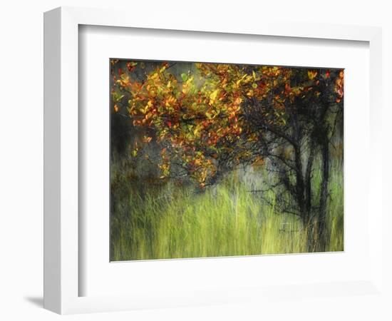 Bittersweet-Ursula Abresch-Framed Photographic Print