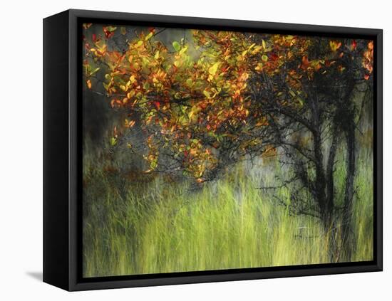 Bittersweet-Ursula Abresch-Framed Stretched Canvas