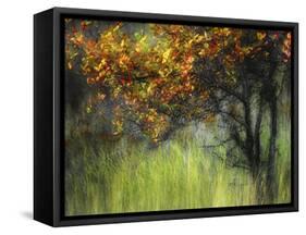 Bittersweet-Ursula Abresch-Framed Stretched Canvas