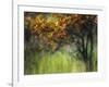 Bittersweet-Ursula Abresch-Framed Photographic Print