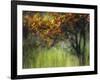 Bittersweet-Ursula Abresch-Framed Photographic Print