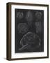 Bivalve Molluscs-Philip Henry Gosse-Framed Giclee Print