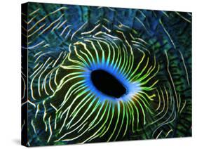 Bivalve of the Tridacna Genus-Andrea Ferrari-Stretched Canvas