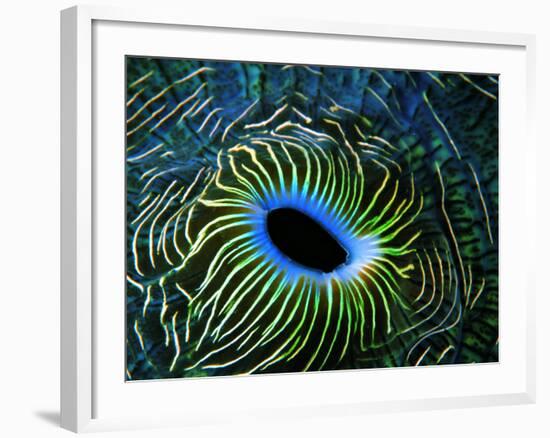 Bivalve of the Tridacna Genus-Andrea Ferrari-Framed Photographic Print