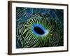 Bivalve of the Tridacna Genus-Andrea Ferrari-Framed Photographic Print